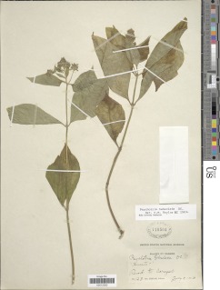 Psychotria hebeclada image