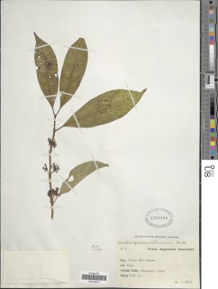Image of Craterispermum laurinum