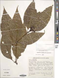 Image of Psychotria officinalis