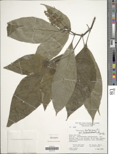Psychotria berteriana image