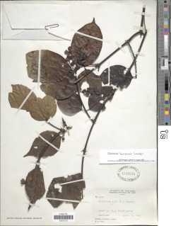 Chiococca belizensis image