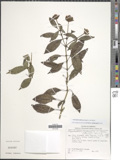 Psychotria dichroa image