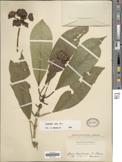 Image of Psychotria elata