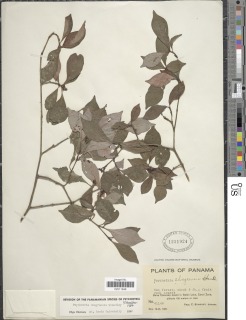 Psychotria chagrensis image