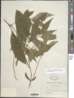 Psychotria hebeclada image