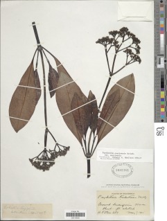 Psychotria costivenia var. costivenia image