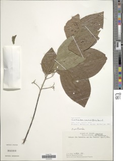 Guettarda ramuliflora image