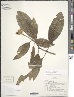 Psychotria elata image