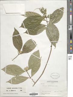 Psychotria glomerulata image