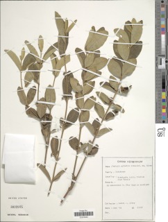 Fadogia oblongo-lanceolata image