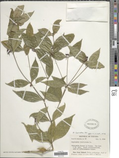 Image of Psychotria furcata