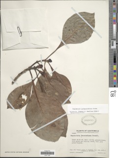 Psychotria quinqueradiata image