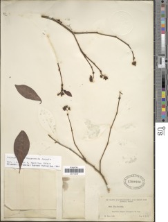 Image of Psychotria carthagenensis