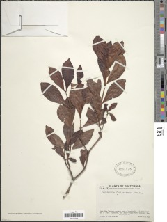 Psychotria fruticetorum image