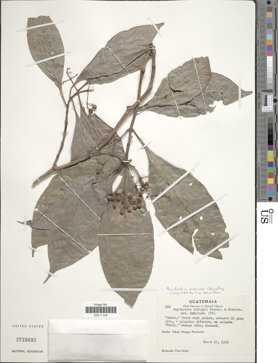 Psychotria mexiae image