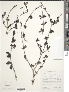 Afrocanthium pseudoverticillatum image