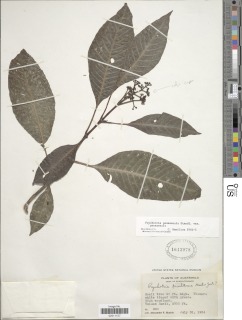 Image of Psychotria panamensis