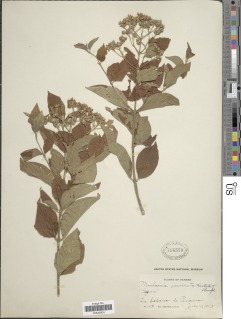 Machaonia acuminata image