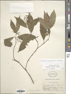 Image of Psychotria cyanococca