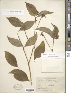Image of Psychotria gracilenta