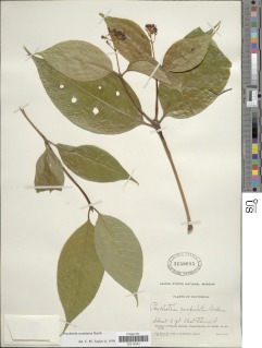 Image of Psychotria acuminata