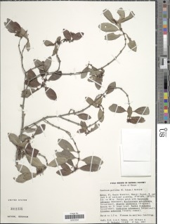 Image of Bullockia mombazensis