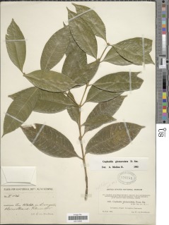 Image of Psychotria glomerulata