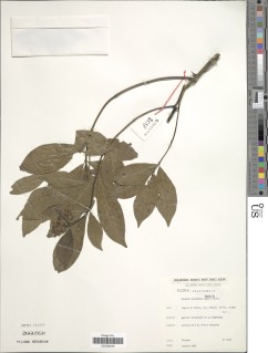 Pavetta ternifolia image