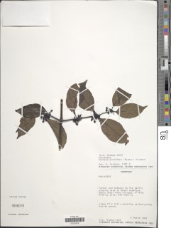 Psydrax acutiflora image