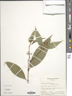 Image of Psychotria involucrata