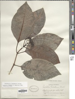 Image of Psychotria limonensis