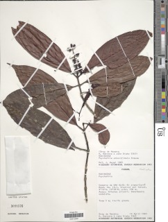 Psychotria remota image