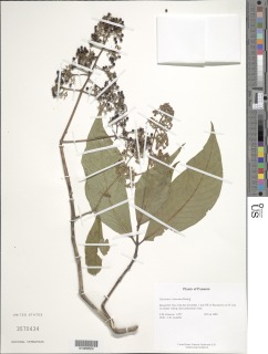Psychotria luxurians image