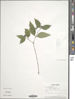 Psychotria furcata image