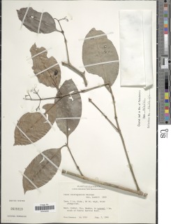 Ixora nicaraguensis image