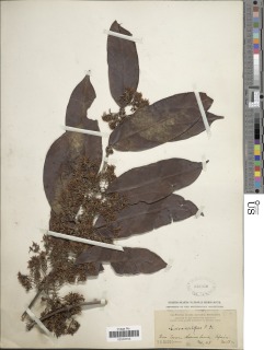 Cuviera acutiflora image