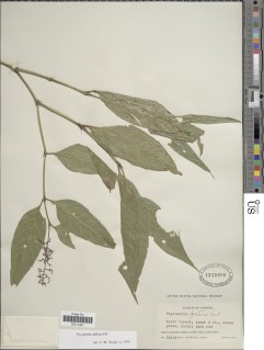 Psychotria deflexa image