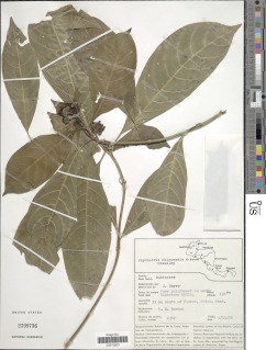 Mexocarpus tetragonus image