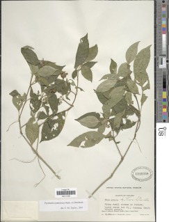 Psychotria cyanococca image