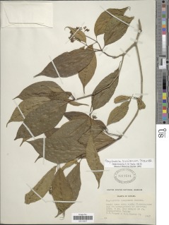Image of Psychotria simiarum
