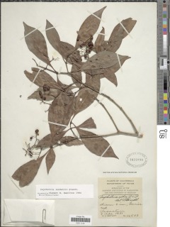 Image of Psychotria lundellii