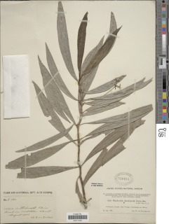 Psychotria pleuropoda image