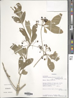 Pavetta gardeniifolia image