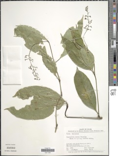 Psychotria cincta image