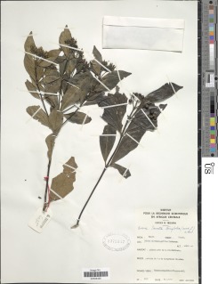 Pavetta ternifolia image