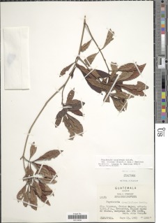Psychotria costivenia subsp. altorum image