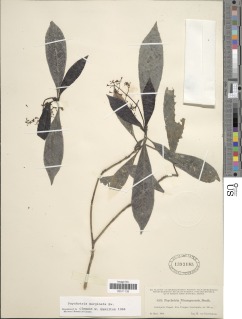 Image of Psychotria marginata