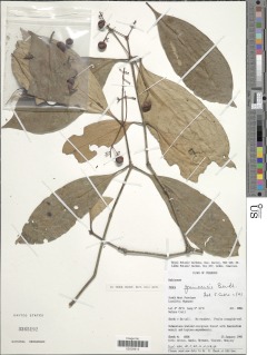 Image of Ixora guineensis