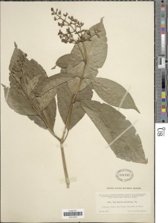 Psychotria brachiata image