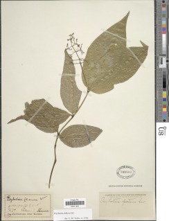 Psychotria deflexa image